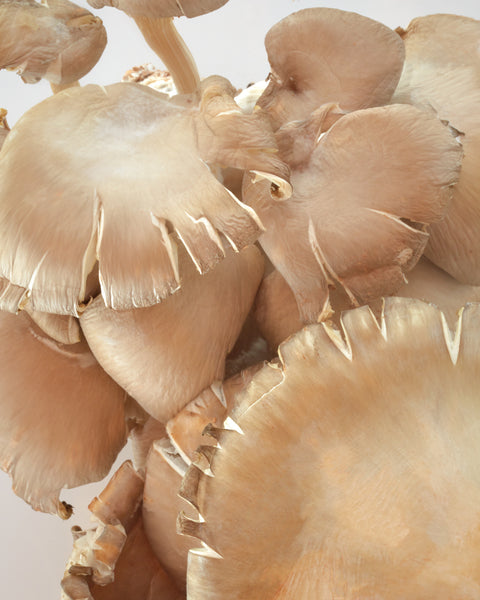 CAP Classroom: Foundational Fungi